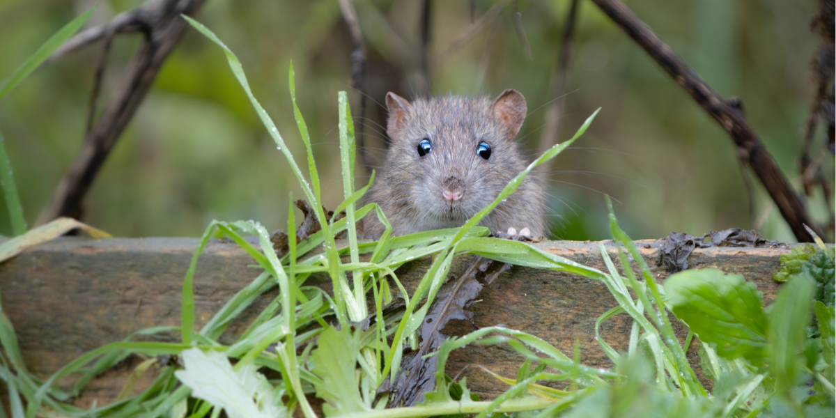 Mouse in Garden
